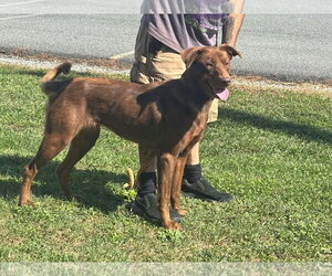 Mechanic: At shelter - Female Chocolate Labrador retriever-Unknown Mix Dog for Adoption - Photo #4