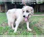 Small #4 Great Pyrenees