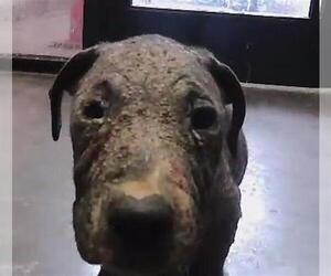 Mutt Dogs for adoption in Tulsa, OK, USA