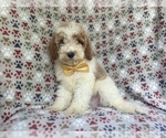 Small #4 Cavapoo