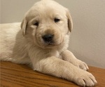 Puppy Ted Labrador Retriever