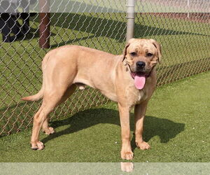 Mutt Dogs for adoption in Rockaway, NJ, USA