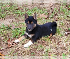 Shiba Inu Puppy for sale in CLARK, MO, USA