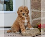 Small #3 Goldendoodle (Miniature)