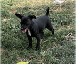 Small #6 Chihuahua