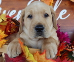 Small Photo #9 Labrador Retriever Puppy For Sale in MOUNT AIRY, NC, USA