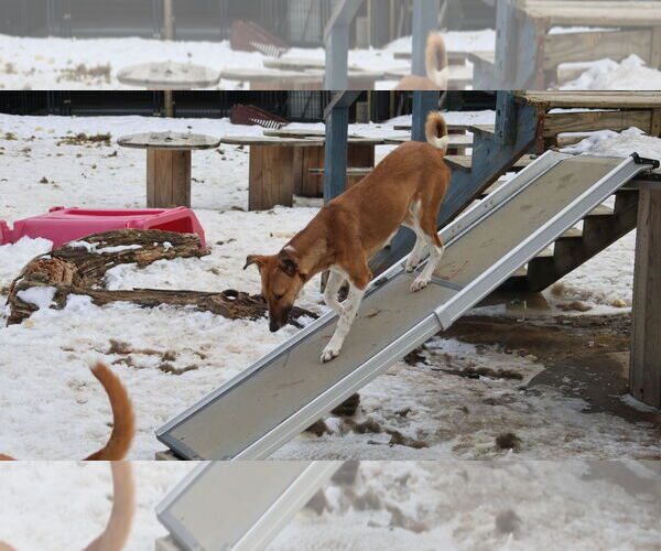 Medium Photo #35 Saluki-Whippet Mix Puppy For Sale in Sebec, ME, USA