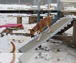 Small #34 Saluki-Whippet Mix