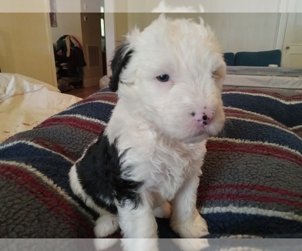 Medium Photo #2 Sheepadoodle Puppy For Sale in WARSAW, VA, USA