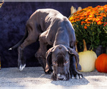 Small Photo #63 Great Dane Puppy For Sale in WAKARUSA, IN, USA