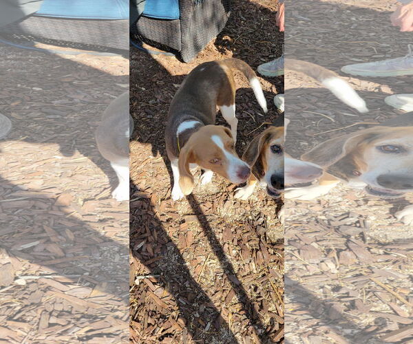 Medium Photo #9 Beagle Puppy For Sale in Las Vegas, NV, USA