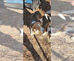Small #8 Beagle