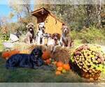 Small Photo #10 Sheprador Puppy For Sale in MILLVILLE, MN, USA
