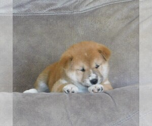 Shiba Inu Puppy for sale in SMITHSBURG, MD, USA