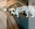 Small #4 Australian Shepherd Mix