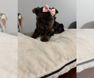 Yorkshire Terrier Puppy for sale in NASHVILLE, TN, USA