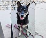 Small German Shepherd Dog-Siberian Husky Mix