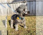 Small Photo #10 Poodle (Miniature) Puppy For Sale in St. Louis Park, MN, USA