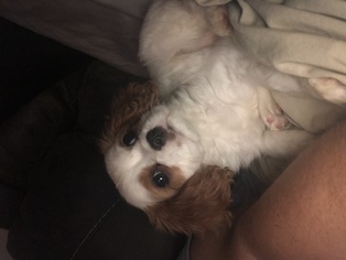 Cavalier King Charles Spaniel Puppy for sale in GRATIOT, WI, USA