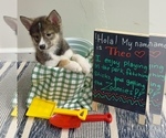 Small #3 Pomsky-Shiba Inu Mix