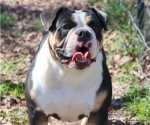 Mother of the Bulldog puppies born on 09/04/2025