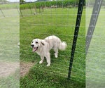 Small Great Pyrenees