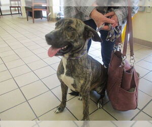 American Pit Bull Terrier Dogs for adoption in Ocala, FL, USA