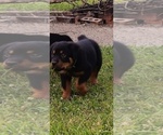 Small Photo #14 Rottweiler Puppy For Sale in PELHAM, GA, USA