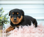 Puppy Nyx Rottweiler