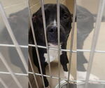 Small American Pit Bull Terrier Mix