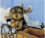 Small #23 Yorkshire Terrier