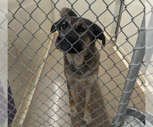 Medium Photo #1 Gerberian Shepsky Puppy For Sale in Anchorage, AK, USA