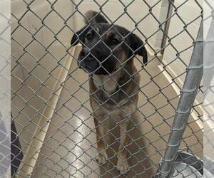 Gerberian Shepsky Dogs for adoption in Anchorage, AK, USA