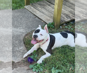 Mia - Female Staffordshire Bull Terrier Dog for Adoption - Photo #2