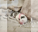 Small Photo #83 Sheepadoodle Puppy For Sale in LEHI, UT, USA