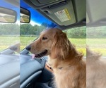 Small #21 Golden Retriever