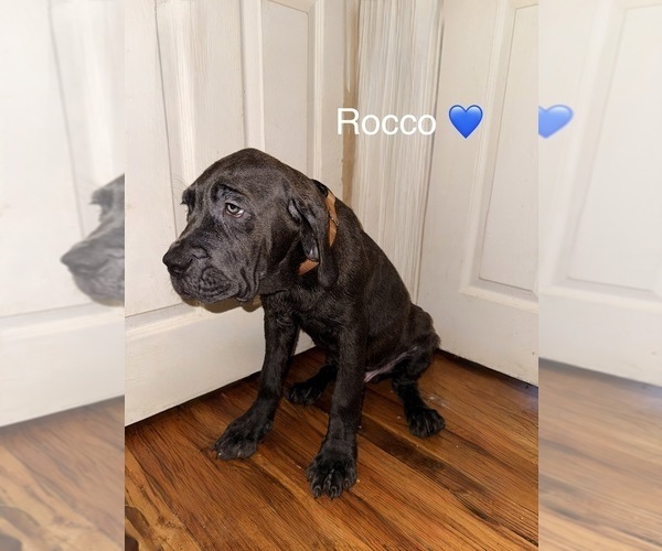 Medium Photo #2 Cane Corso Puppy For Sale in PHILADELPHIA, PA, USA