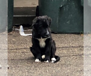 Border Collie-Goldendoodle Mix Puppy for sale in NELSON, MN, USA