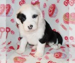 Small Photo #13 Sheepadoodle Puppy For Sale in ASPERMONT, TX, USA