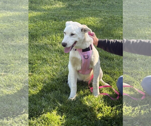 Medium Photo #4 Great Pyrenees-Unknown Mix Puppy For Sale in Hoffman Estates, IL, USA