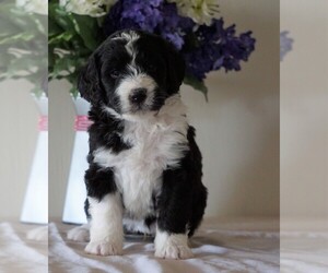 Bernedoodle Puppy for sale in FREDERICKSBG, OH, USA