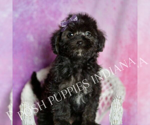 Medium Photo #2 Morkie Puppy For Sale in WARSAW, IN, USA