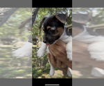 Small Photo #5 Jack Russell Terrier Puppy For Sale in ALTOONA, FL, USA