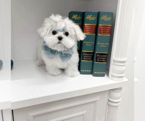 Medium Photo #2 Maltese Puppy For Sale in HAYWARD, CA, USA