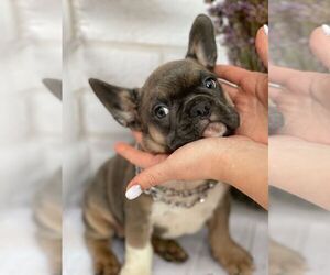 French Bulldog Puppy for sale in TAMPA, FL, USA