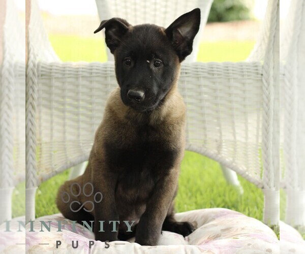 Medium Photo #1 Belgian Malinois Puppy For Sale in RONKS, PA, USA