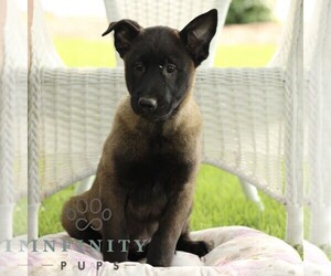 Belgian Malinois Puppy for sale in RONKS, PA, USA