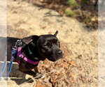 Small #10 American Staffordshire Terrier-Labrador Retriever Mix