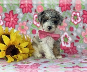 Poodle (Miniature) Puppy for sale in LANCASTER, PA, USA