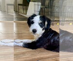Small #2 Bernedoodle